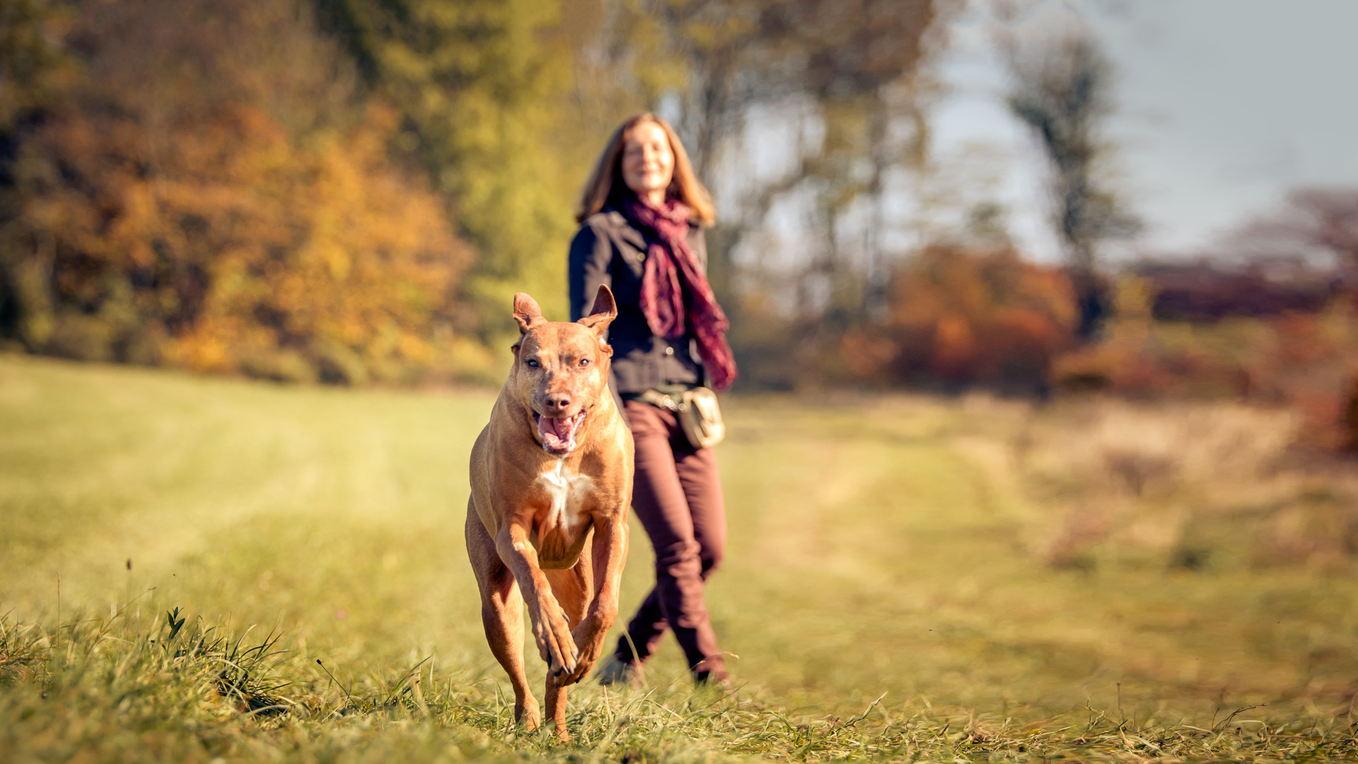 Der jagende Hund Seminare in Wien Vortrag Hundeschule Hundelachen